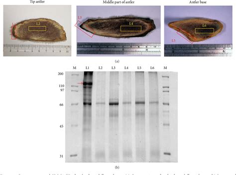 Deer Antler Extract Improves Fatigue Effect through Altering the .